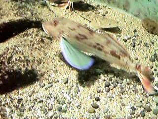 ���������т�