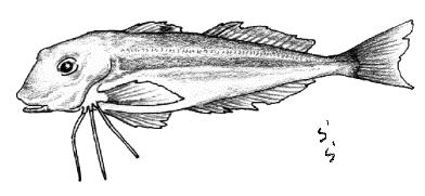 �J�i�K�V��