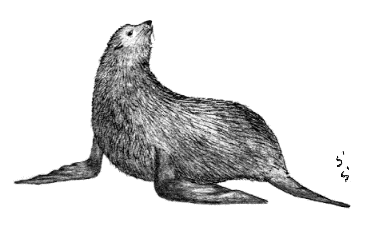 �I�b�g�Z�C