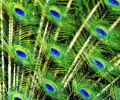 �C���h�N�W���N�̉H