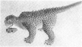 �L�n�ΏH�̃Z���U���R�E