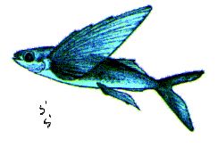 �c�N�V�g�r�E�I