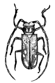 �V���X�W�J�~�L��