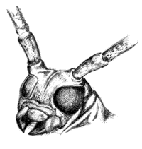 �V���X�W�J�~�L���̊�