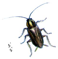 �`���o�l�S�L�u��