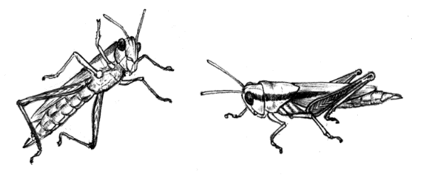 �R�o�l�C�i�S