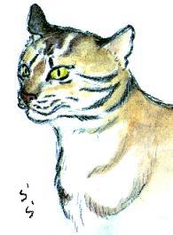 �S�[���f���L���b�g