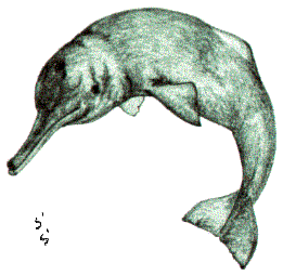 ���E�X�R�E�J���C���J