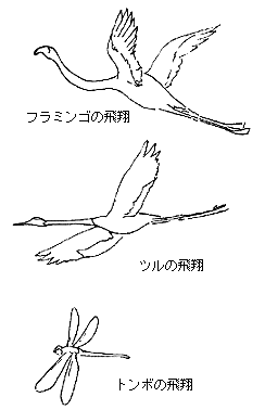 フラミンゴ・ツル・トンボの飛翔