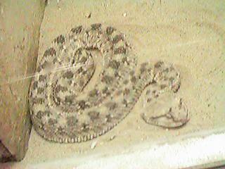 �A�t���J�c�m�N�T���w�r