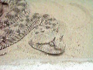 �A�t���J�c�m�N�T���w�r