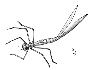 �I�I���m�T�V�g���{�̃��S