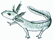 �T���V���E�E�I�̗c��