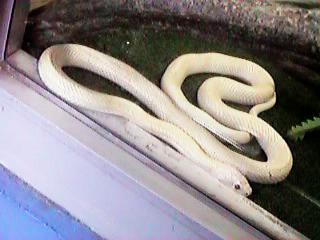 �V���w�r�i�A�I�_�C�V���E�̃A���r�m�j