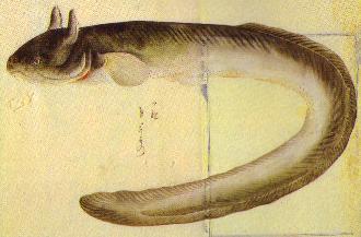 ���̂���E�i�M