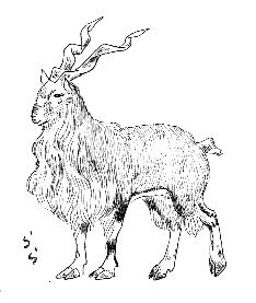 �}�[�R�[��