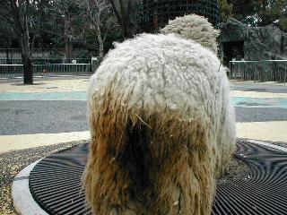 �R���f�[���r�̐K