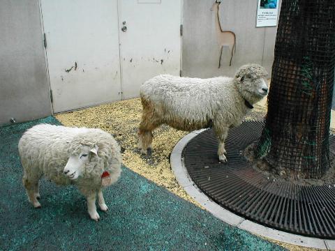 �R���f�[����