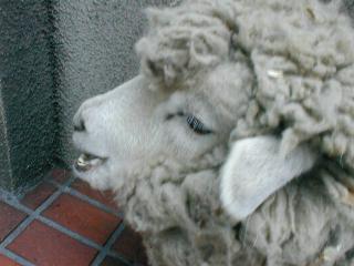 �R���f�[���̊�