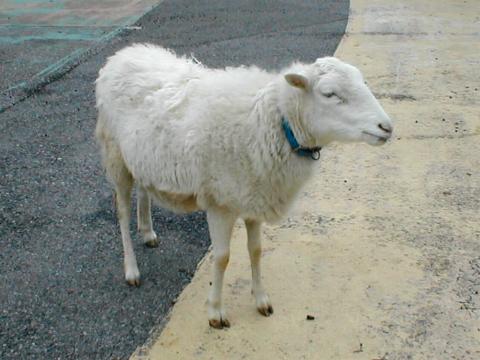 �Z���g�N���C�̃q�c�W