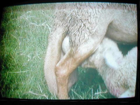 ���b���̗r