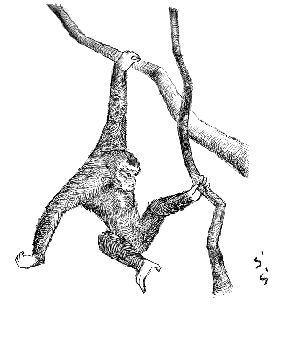 �V���e�e�i�K�U��