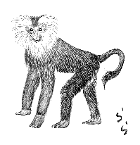 �V�V�I�U��(�����_���[)