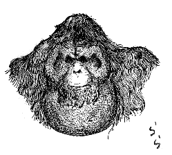 ��l�̃I�����E�[�^��