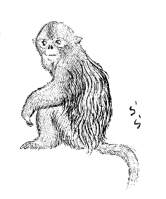 �L���V�R�E(�S�[���f�������L�[)