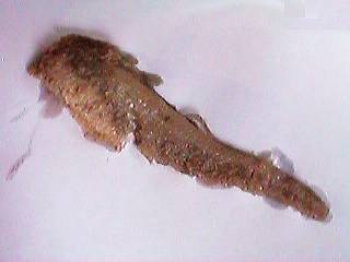 �P�����̊ʋl�i���g�j