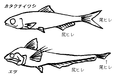 �G�c�ƃJ�^�N�`�C���V