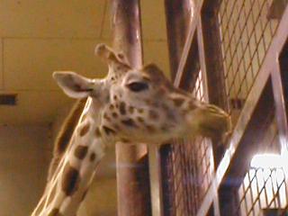 �L������O�̊p�H