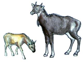 �S�[�����ƃj���K�C