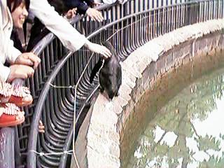 �v���e�B�[�Ȃ��Ȃ�