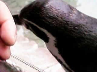 �Z���i��̃A�b�v