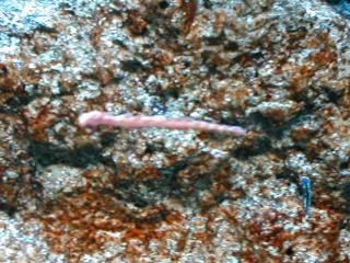 �X�J�C�t�B�b�V��