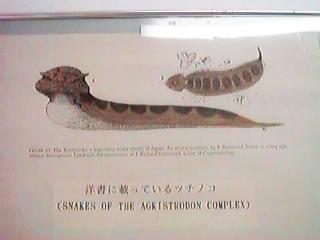 �m���ɍڂ����c�`�m�R