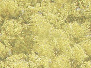 �~���U�̕ǎ�