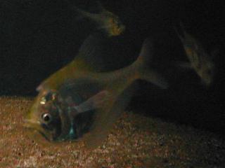 �i�[�T���[�t�B�b�V��