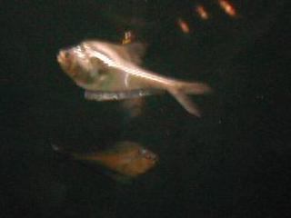 �i�[�T���[�t�B�b�V��