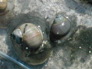 �^�}�K�C�H