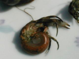 ���Ƀ��h�J��