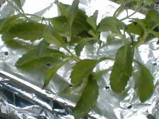 �X�e�r�A���k�͔|�H