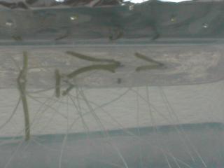 �X�e�r�A���k�͔|�H