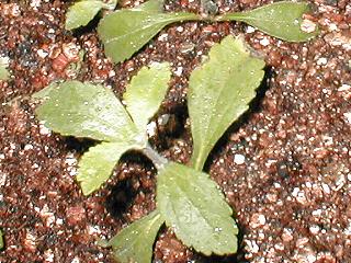 �X�e�r�A�A���܂���