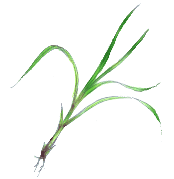 �������O���X