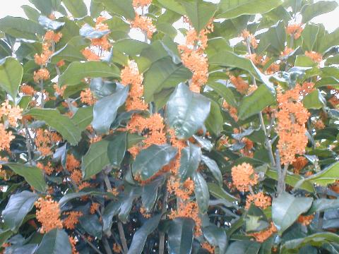 �L�����N�Z�C