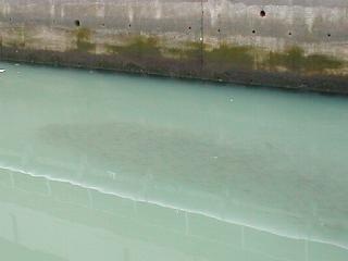 �{���̌Q��i�ł��A������҂肾��j