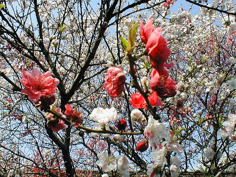 �Q���y�C����