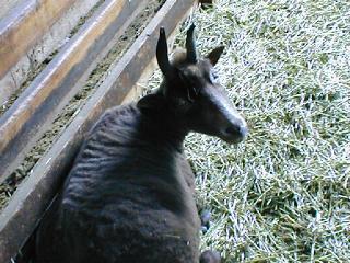 ���O�^���r